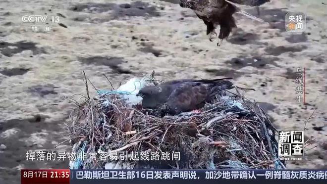 【中央电视台】新闻调查丨鸟线共生(图1)