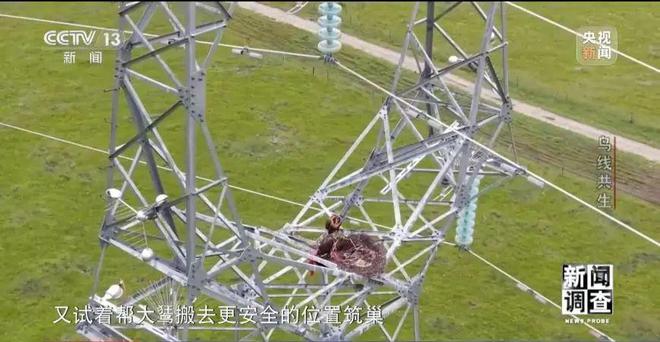 【中央电视台】新闻调查丨鸟线共生(图3)