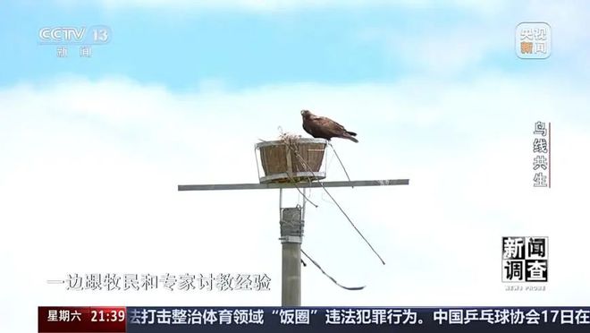 【中央电视台】新闻调查丨鸟线共生(图4)