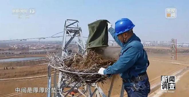 【中央电视台】新闻调查丨鸟线共生(图18)