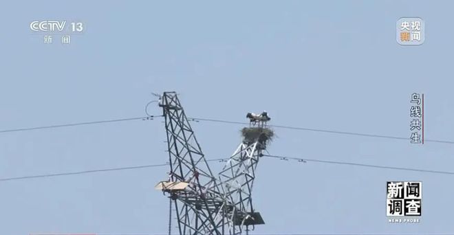 【中央电视台】新闻调查丨鸟线共生(图28)