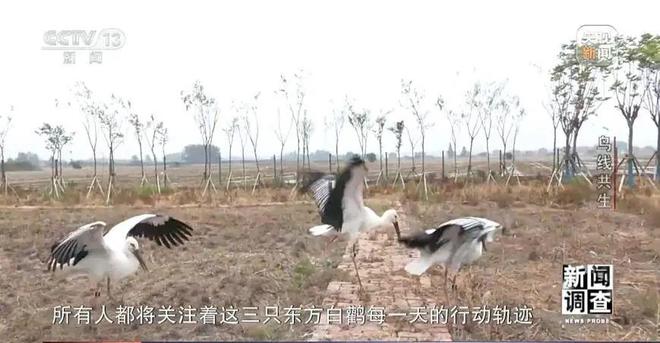 【中央电视台】新闻调查丨鸟线共生(图31)
